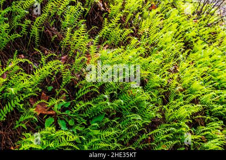 Des fougères verdoyantes poussent le long de la piste jusqu'aux chutes Bridal Veil, aux gorges de la rivière Columbia, en Oregon et aux États-Unis Banque D'Images