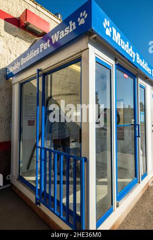 Femme baignant son chien Golden Retriever en platine crasseux dans un auto-lavage automatique pour chiens Banque D'Images