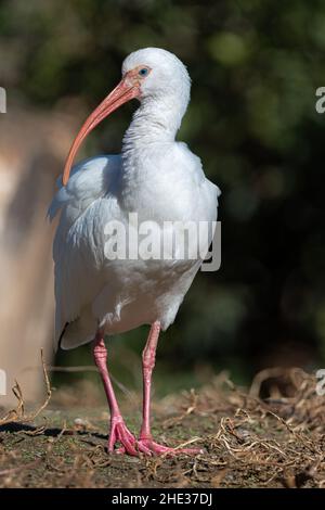 American Ibis blanc (Eudocimus albus) Banque D'Images
