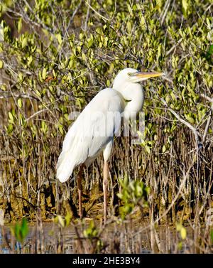 Un grand héron blanc (A. h. occidentalis) en profil sur fond de mangroves à Ambergris Caye, Belize Banque D'Images