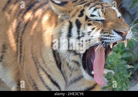 Un tigre de sibérie béant montre ses dents Banque D'Images