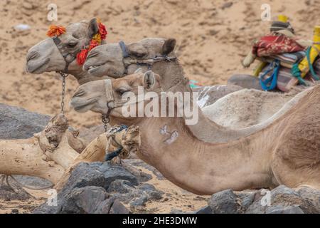 Un gros plan d'une rangée de chameaux au repos (Camelus dromedarius) dans le désert du Sahara d'Égypte. Banque D'Images