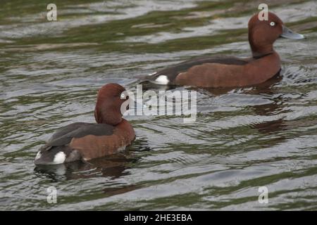 Canard rouilleux (Aythya nyroca) nageant sur le Nil à Assouan, en Égypte. Banque D'Images