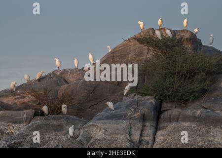 Un troupeau d'aigrettes de bétail (Bubulcus ibis) perchée sur des rochers le long du Nil à Assouan, en Égypte. Banque D'Images