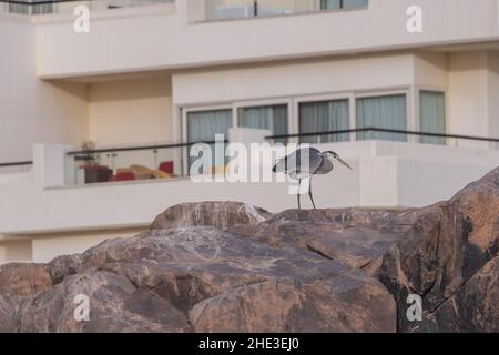 Héron gris (Ardea cinerea) avec un immeuble qui se profile derrière lui à Assouan, en Égypte. Banque D'Images