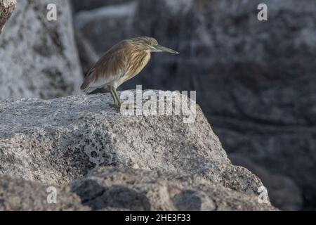 Un héron de squacco (Ardeola ralloides) perché le long du Nil en Égypte, en Afrique du Nord. Banque D'Images