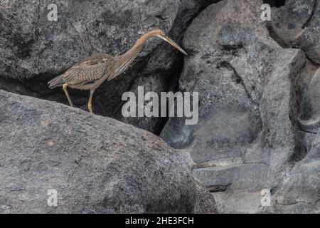 Un héron violet (Ardea purpurea) du côté du Nil près de la ville d'Assouan, en Égypte. Banque D'Images