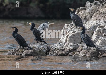 Un groupe de grands cormorans (Phalacrocorax carbo) et un héron gris (Ardea cinerea) se trouvent le long du Nil à Assouan, en Égypte. Banque D'Images