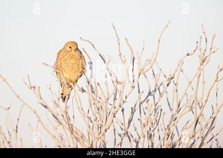 Un kestrel commun (Falco tinnunculus) perché sur une branche aux températures glaciales. Banque D'Images