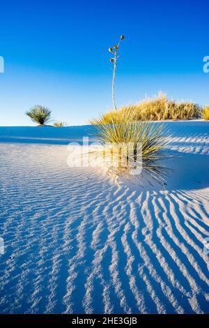 Ripples dans les dunes de sable blanc avec yucca et plantes dorées sous ciel bleu dans White Sands National Monument Nouveau-Mexique Banque D'Images