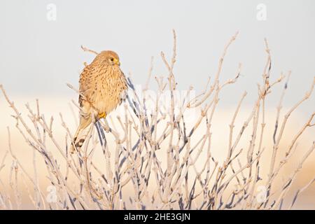 Un kestrel commun (Falco tinnunculus) perché sur une branche aux températures glaciales. Banque D'Images