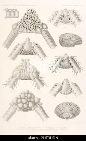 Résultats des campings scientifiques complices sur son yacht par Albert Ier - Fascicule XII (1898) planche 6. Banque D'Images