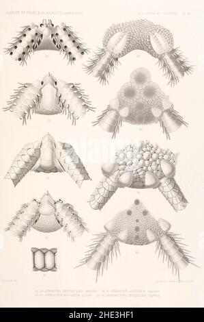 Résultats des campings scientifiques complices sur son yacht par Albert Ier - Fascicule XII (1898) planche 7. Banque D'Images