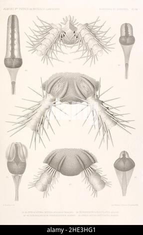 Résultats des campings scientifiques complices sur son yacht par Albert Ier - Fascicule XII (1898) planche 8. Banque D'Images