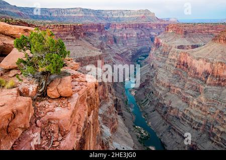 Fleuve Colorado au fond du Grand Canyon, vue depuis Toroweap point North Rim Parc national du Grand Canyon Arizona Banque D'Images