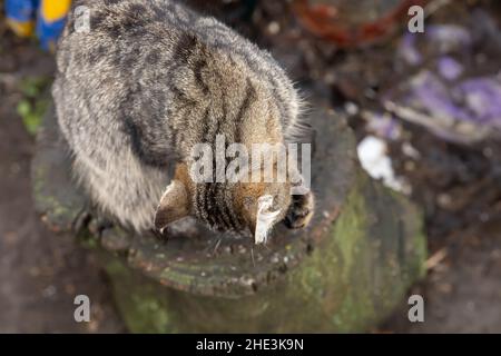 un chat domestique gris s'assoit sur une souche et se lave du dessus Banque D'Images