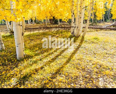 De longues ombres plantées sur un sol parsemé de feuilles par les troncs d'Aspen avec des feuilles jaunes rayonnantes de la forêt nationale de Kaibab près du camping de Motte, en Arizona Banque D'Images