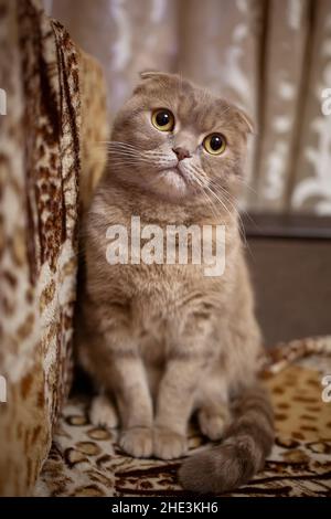 chat doux de couleur rouge avec des yeux jaunes sur le canapé Banque D'Images