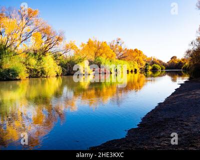 Une rangée d'arbres d'automne dorés se reflète dans la rivière Verde, à l'accès à Needle Rock, dans la forêt nationale de Tonto, au nord-est de Phoenix, en Arizona Banque D'Images