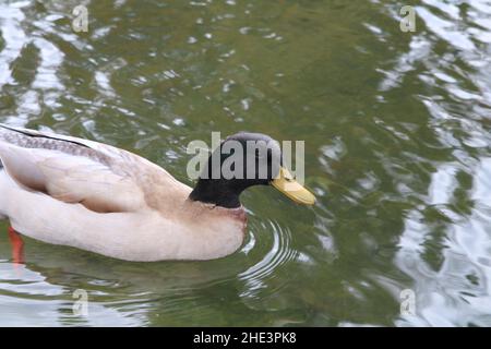 Mélangez la race de colvert d'oie dans le lac la Habra natation et être amical Banque D'Images