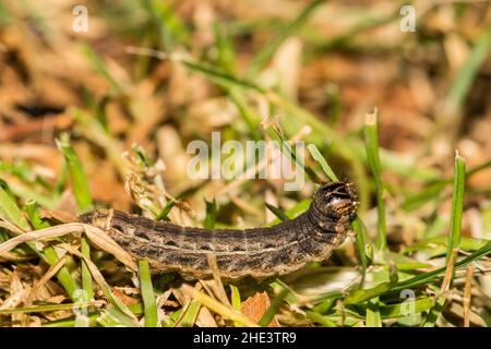 Grande chenille sous-marine jaune - Noctua pronuba Banque D'Images