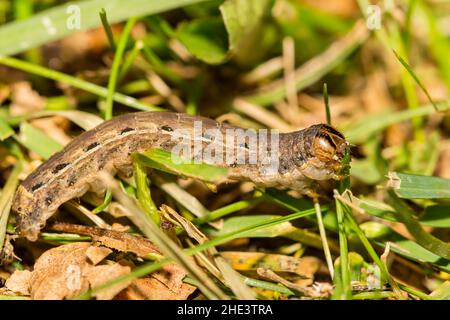 Grande chenille sous-marine jaune - Noctua pronuba Banque D'Images