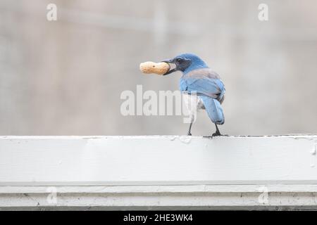 Un geai de broussailles de Californie (Aphelocoma californica) transportant une arachide d'un mangeoire à oiseaux dans une cour arrière de Berkeley, CA. Banque D'Images