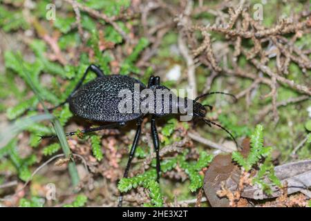 Coléoptère géant Carabus Procerus duponcheli au Péloponnèse, Grèce Banque D'Images