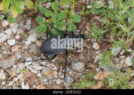 Coléoptère géant Carabus Procerus duponcheli au Péloponnèse, Grèce Banque D'Images