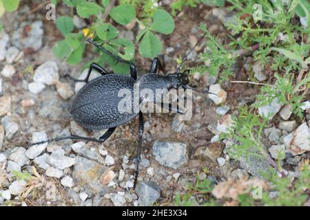 Coléoptère géant Carabus Procerus duponcheli au Péloponnèse, Grèce Banque D'Images