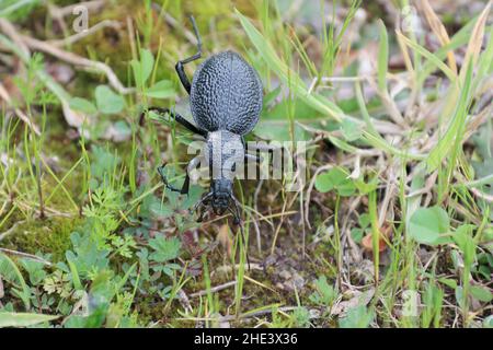 Coléoptère géant Carabus Procerus duponcheli au Péloponnèse, Grèce Banque D'Images