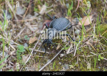 Coléoptère géant Carabus Procerus duponcheli au Péloponnèse, Grèce Banque D'Images