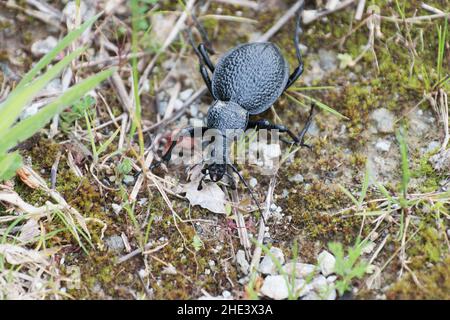 Coléoptère géant Carabus Procerus duponcheli au Péloponnèse, Grèce Banque D'Images