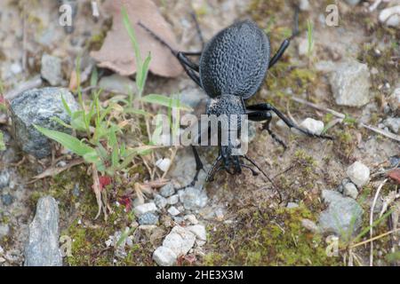 Coléoptère géant Carabus Procerus duponcheli au Péloponnèse, Grèce Banque D'Images