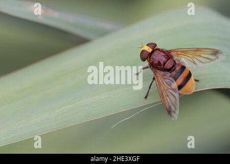 Syrphidae Hornet imite vol stationnaire Volucella zonaria en gros plan Banque D'Images