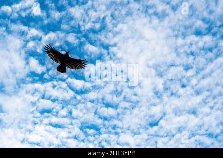 Carrion Crow (Corvus corone), en vol, contre un ciel bleu parsemé de nuages. Banque D'Images