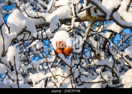 Des pommes non cueillies sur un arbre recouvert de neige par une belle journée d'hiver Banque D'Images