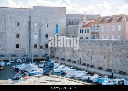 Pigeon domestique (Columba livia domestica), sur un mur dans le centre historique de Dubrovnik, en face du port, en Croatie. Banque D'Images