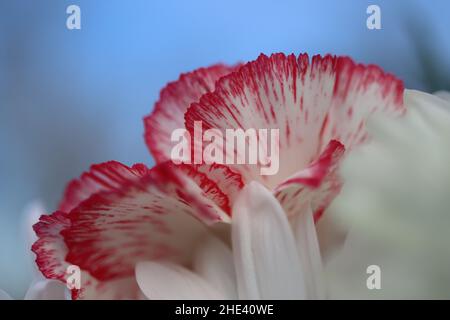 Macro gros plan des pétales rouge et blanc de la carnation Banque D'Images