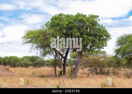 Saucisse de Kigelia en Afrique dans la savane du parc national de Tarangire en Tanzanie Banque D'Images