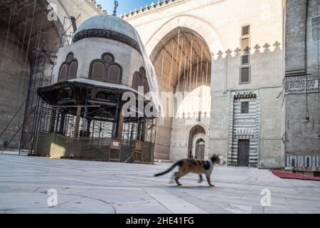 Un chat traverse la cour de la mosquée d'Al-sultan Hassan, dans le quartier historique du Caire, en Égypte. Banque D'Images