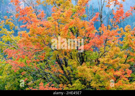 Couleurs d'automne éclatantes le long de la gorge du fleuve Columbia ; Oregon ; États-Unis Banque D'Images