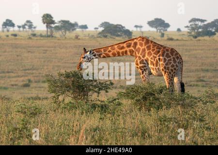 Baringo Giraffe (Giraffa camelopardalis), parc national de Murchison Falls, Ouganda Banque D'Images