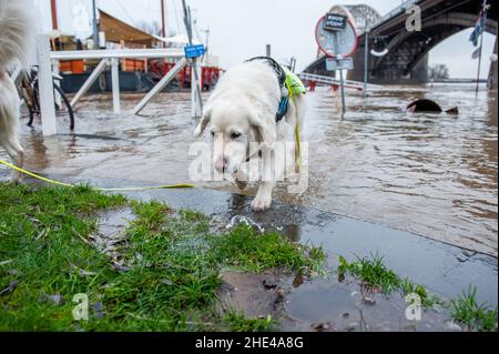 Nimègue, pays-Bas.08th janvier 2022.Un chien est vu autour du haut niveau d'eau près du pont de Waal.l'eau dans les rivières est en hausse abrupte.Le matin, on s'attendait à une forte eau à la fois dans la Meuse et dans le Rhin.Même si les niveaux d'eau n'étaient pas si élevés qu'en janvier dernier, les gens se sont rassemblés autour des waalcades pour voir les niveaux d'eau élevés.Cette fois-ci, elle a atteint environ 13 mètres au-dessus de NAP ce week-end.La NAP est la base utilisée pour mesurer les niveaux d'eau élevés ou bas.(Photo par Ana Fernandez/SOPA Images/Sipa USA) Credit: SIPA USA/Alay Live News Banque D'Images