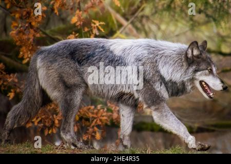 Magnifique loup en bois mâle marchant à l'automne.Corps gris et blanc avec yeux jaune intense.Feuilles d'automne orange et herbe verte en arrière-plan Banque D'Images