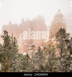 Mélanges épais de brouillard avec neige sur Bryce Hoodoos et pins pendant une tempête d'hiver Banque D'Images