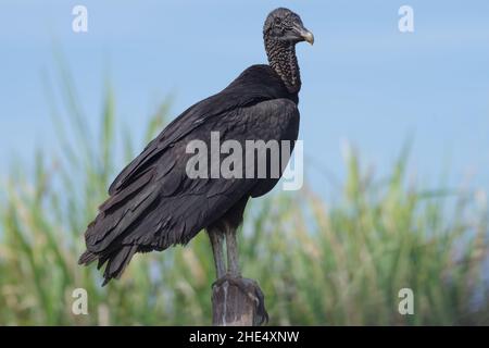 Vulture noire perchée, Coragyps atratus brasiliensis, illustrée à Chiriqui Panama. Banque D'Images