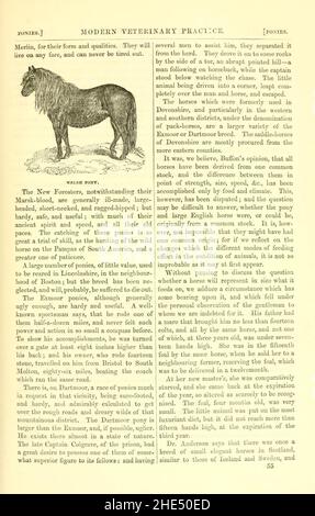 La vie rurale décrite et illustrée, dans la gestion des chevaux, chiens, bovins, moutons, porcs,volaille, etc Banque D'Images