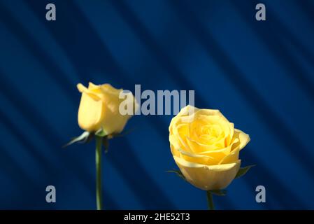 Roses jaunes d'or avec belle composition centrale de lumière du soleil contre la fenêtre d'ombre portée sur le mur bleu résumé texture arrière-plan.Minimaliste, beaux-arts Banque D'Images