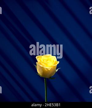 Fleur rose jaune avec lumière naturelle contre ombre portée sur mur bleu foncé texture abstraite fond avec espace libre.Minimaliste, beaux-arts Banque D'Images